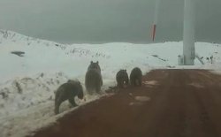Karla kaplı tepede ayı ailesi görüntülendi